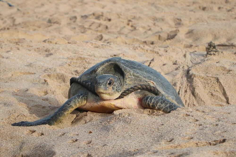 Ras Al Jinz Turtle Reserve Al Hadd Esterno foto