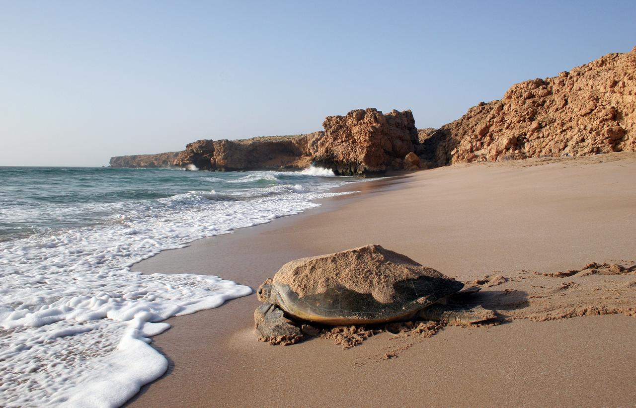 Ras Al Jinz Turtle Reserve Al Hadd Esterno foto